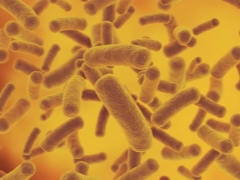 Bacteria in the urine (bacteriuria) in a child