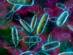 E. coli in the urine of a child