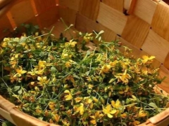 St. John's Wort for children