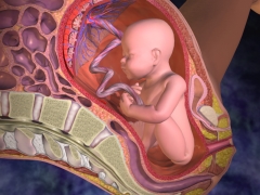 What does the placenta look like and where is it attached?