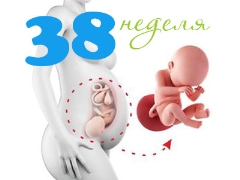 Fetus at 38 weeks gestation: norms and characteristics