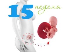 Fetal development in the 15th week of pregnancy