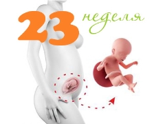 Fetal development at 23 weeks gestation