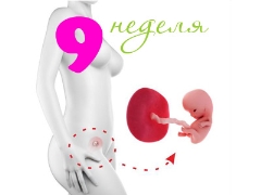 Fetal development in the 9th week of pregnancy