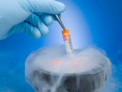 What method of freezing eggs better to choose and how is the process?