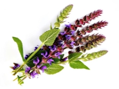 Does sage help with fertility and how to take it?