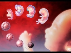 The development of the embryo on days after transfer during IVF