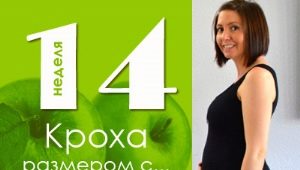 14 week of pregnancy: what happens to the fetus and the expectant mother?