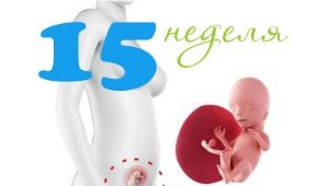 Fetal development in the 15th week of pregnancy