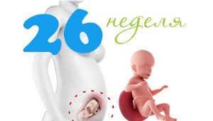 Fetal development in the 26th week of pregnancy