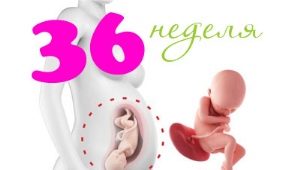 Fetal development at 36 weeks gestation