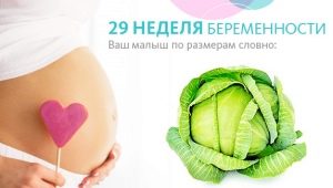 Fetal development in the 29th week of pregnancy