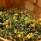 St. John's Wort for children