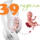 Fetus at the 39th week of pregnancy: norms and characteristics