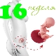 Fetal development in the 16th week of pregnancy