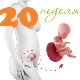 Fetal development in the 20th week of pregnancy