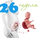 Fetal development in the 26th week of pregnancy