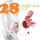 Fetal development in the 28th week of pregnancy