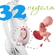 Fetal development at 32 weeks gestation