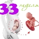 Fetal development at 33 weeks gestation