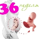 Fetal development at 36 weeks gestation