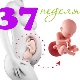 Fetal development at 37 weeks gestation