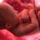 When does a baby in the womb begin to hear?