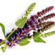 Does sage help with fertility and how to take it?