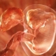 Signs and features of embryo implantation