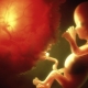 What is the afterbirth? What are its functions and how does it look?