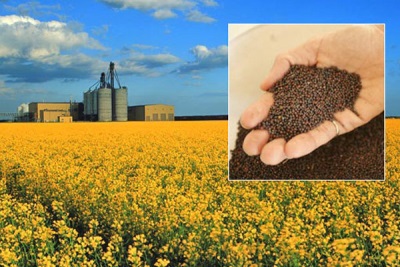 Rapeseed oil is produced from rapeseed