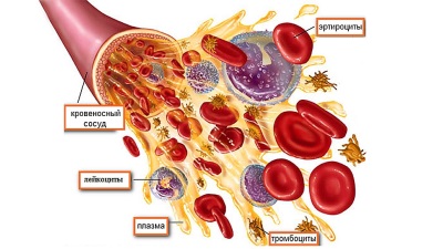 Erythrocytes, leukocytes and platelets