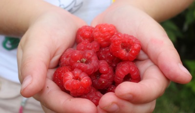 Raspberry in the hands of a child